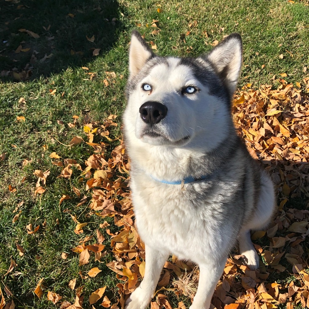 Meet your Posher, Ileana